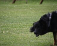 Schutzdienstwochenende_Juli_2024_FD1A8803