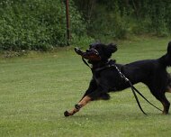 Schutzdienstwochenende_Juli_2024_FD1A8816