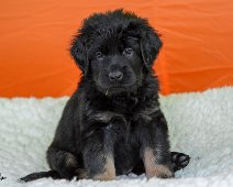 D_Wurf_fuenfte_Woche_Hündin_rot_20180926-DSC_8446