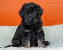 D_Wurf_fuenfte_Woche_Hündin_rot_20180926-DSC_8447